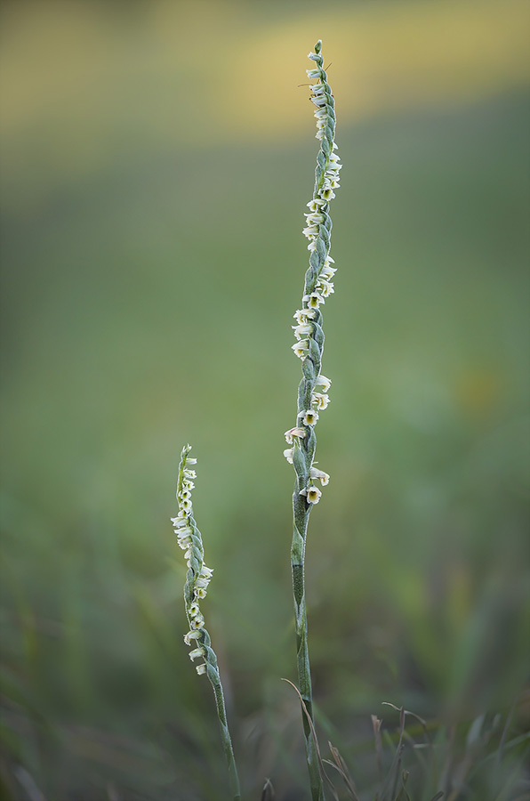 Spiranthes spiralis